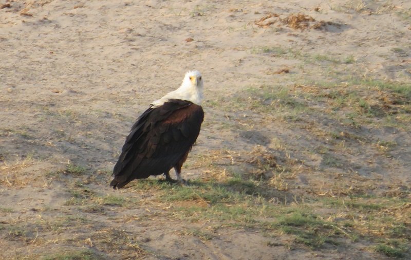fisheagle.jpg