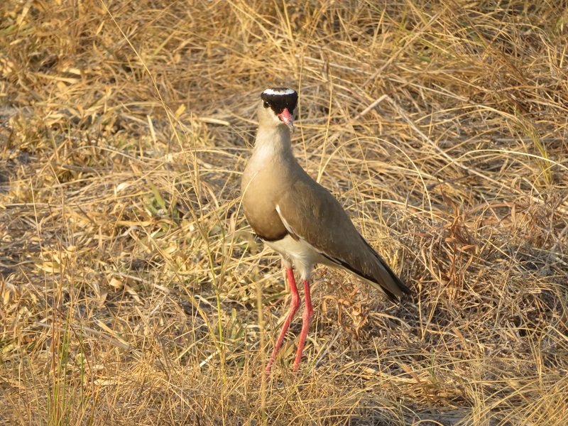 struting.jpg