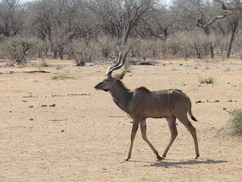 kudu.jpg