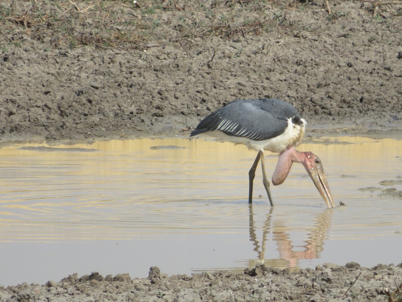 pelicanlike.jpg