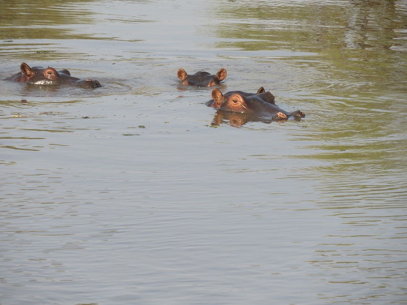 hippos.jpg